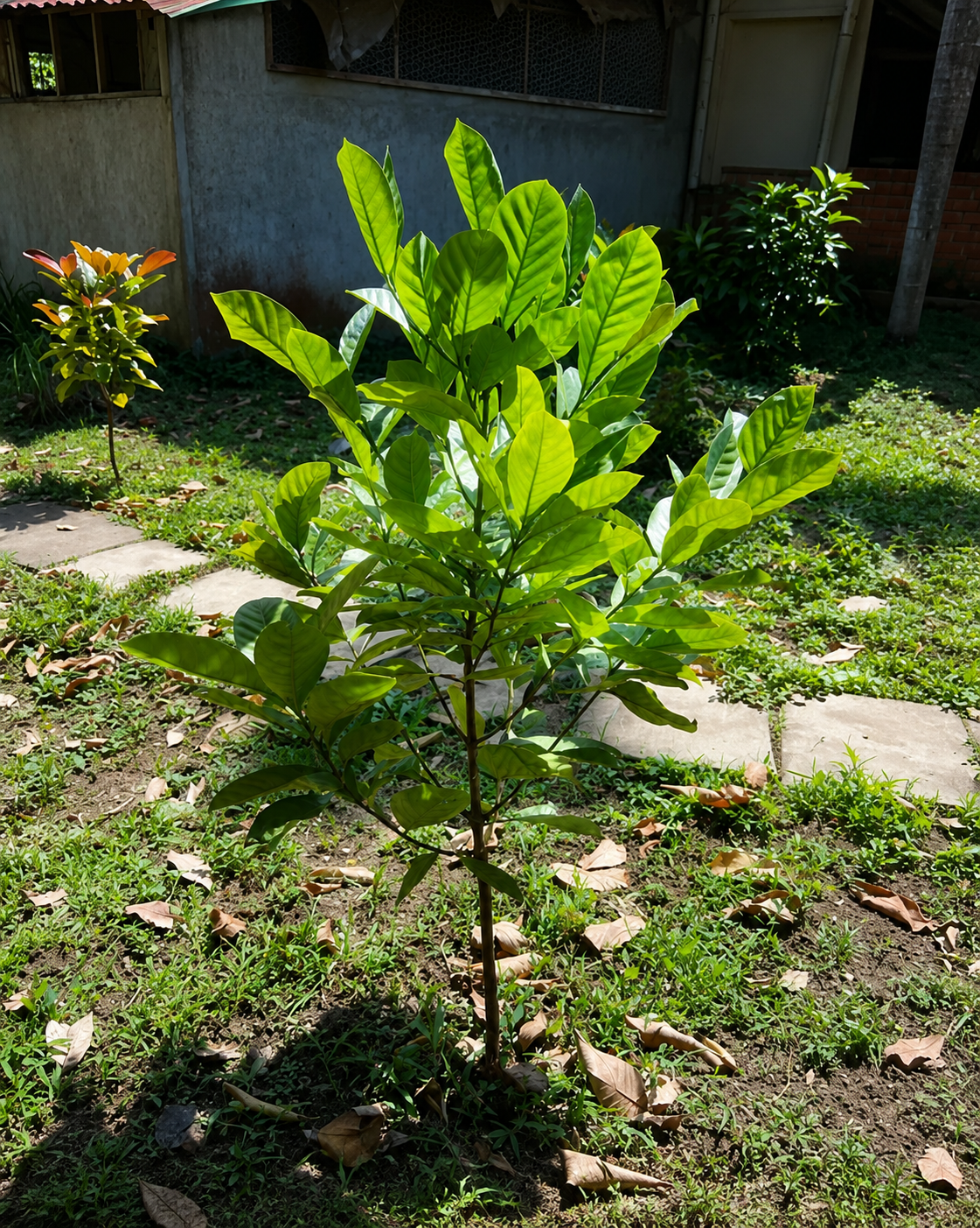 Batangas Barako Liberica